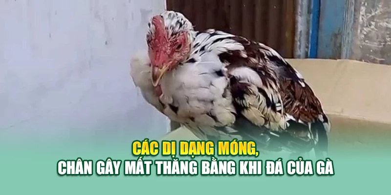Các Bệnh Thường Gặp Ở Gà – Nhận Biết Sớm, Xử Lý Nhanh Tại 79King 3 Các dị dạng móng, chân gây mất thăng bằng khi đá của gà