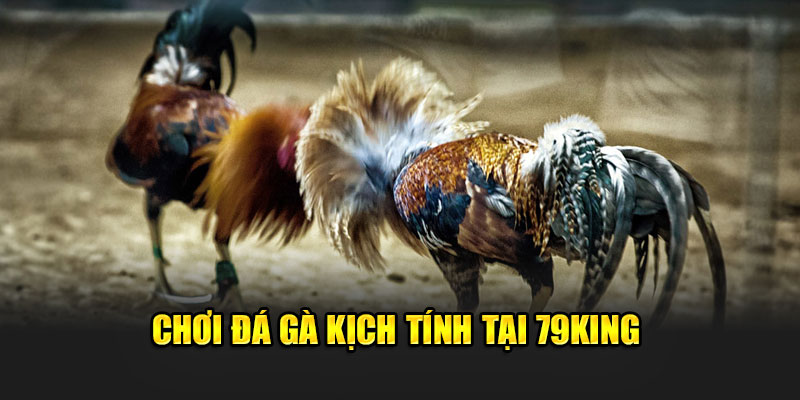 79King - Chinh Chiến Giải Trí 79 King Cùng Kho Game Hot Nhất Năm 2025 13 Chơi đá gà kịch tính tại 79King